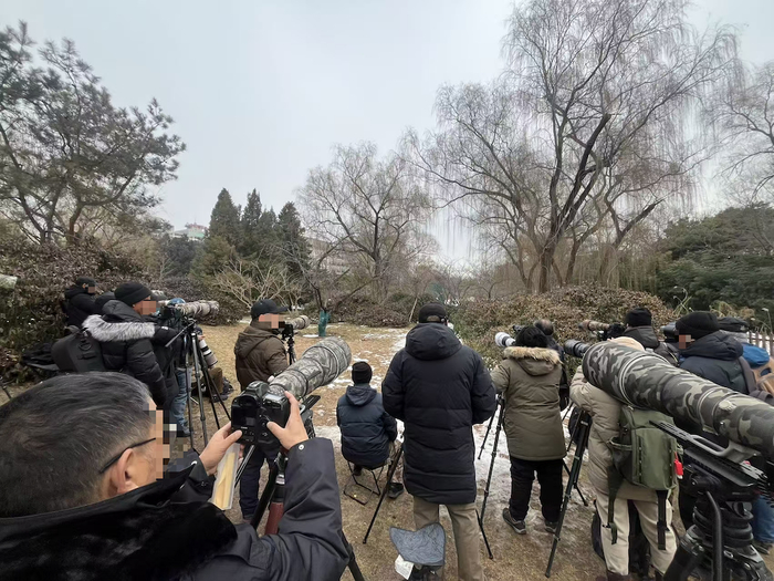 玉渊潭公园拍鸟人群