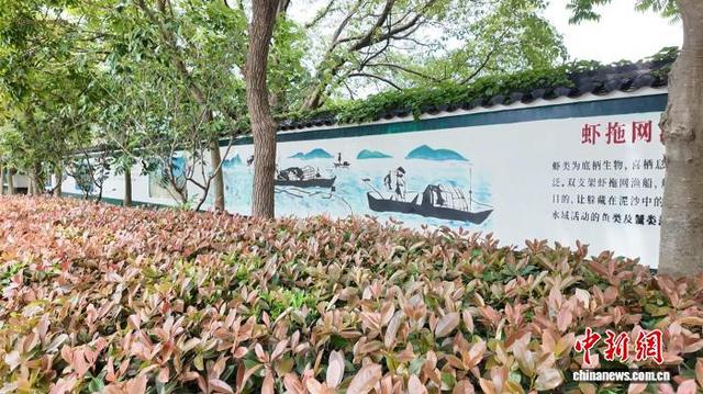 2025年6月5日，舟山市长涂镇海洋文化墙绘。钱晨菲 摄