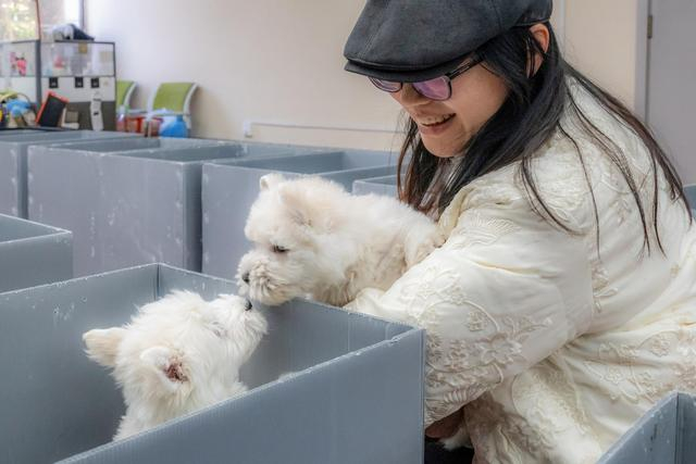 杜氏犬业。丁跃梅摄