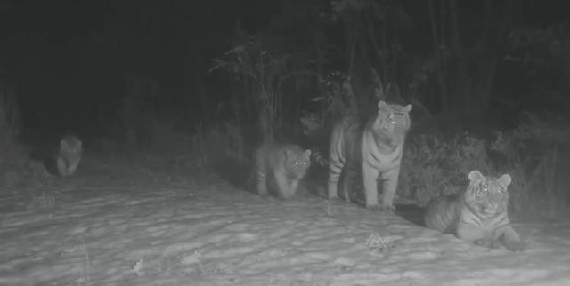 五虎家庭 来源：珲春市野生动植物保护协会