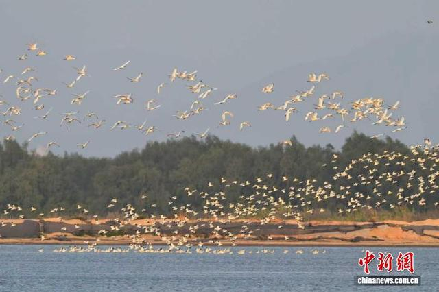 大批鸟类飞翔在空中。广东省林业局 供图