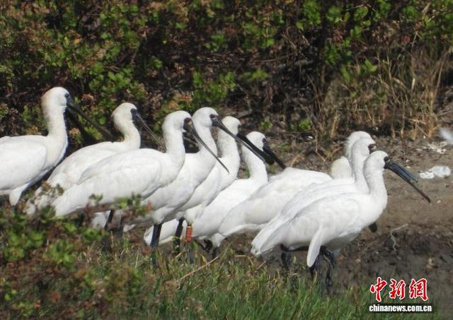 一群黑脸琵鹭。广东省林业局 供图