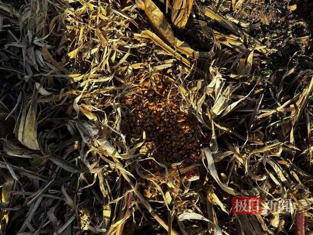被拌毒的玉米粒（受访者供图）