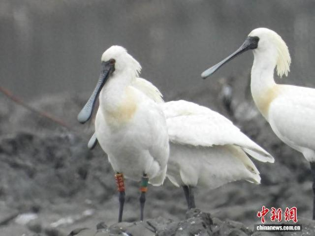 一只脚戴鸟类环志标识的黑脸琵鹭。广东省林业局 供图