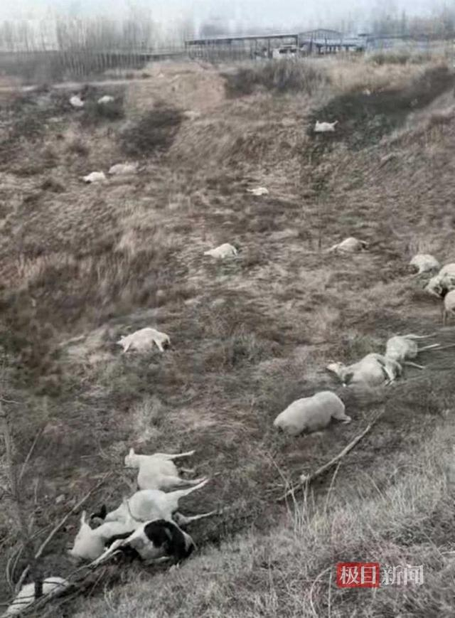 被毒死的多为怀孕母羊（受访者供图）