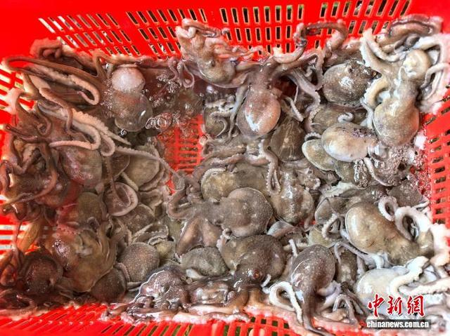 进入秋冬季，广东台山当地海域肥美的八爪鱼上市。李晓春 摄