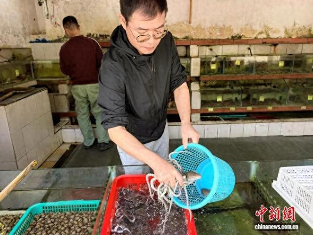 近日，广东台山市，赤溪镇铁船号海鲜餐厅的服务员为食客挑选新鲜八爪鱼。李晓春 摄