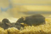 随神舟二十一号载人飞船返回的“太空小鼠”已成功孕育幼仔