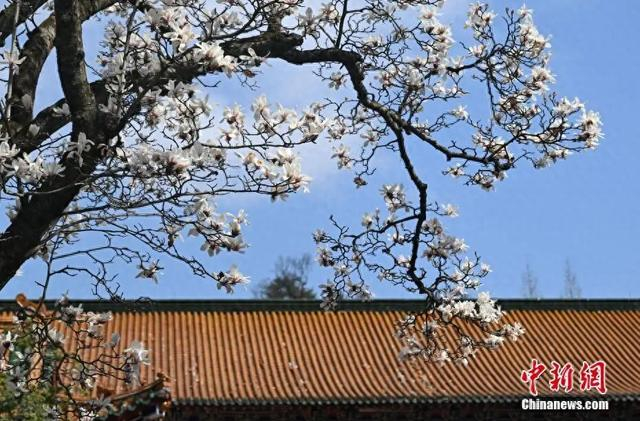 中新社记者 王刚 摄