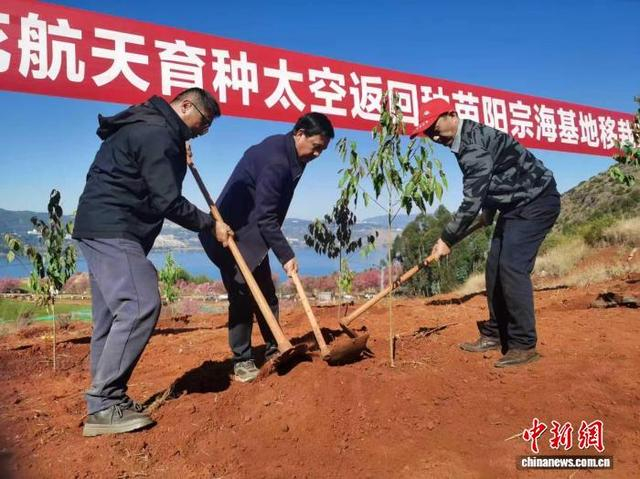 12月30日，参加活动的嘉宾挥锄培土。 柏斌 摄