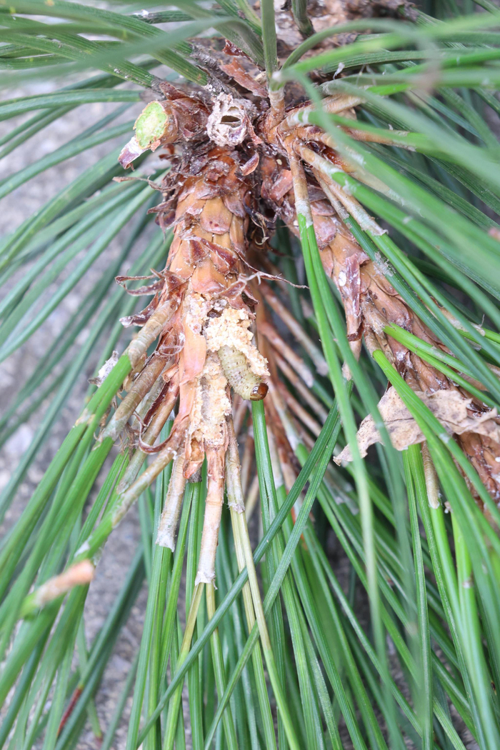 受害断掉的枝条以及枝条内的微红斑梢螟幼虫。杨俊供图