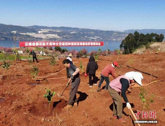 12月30日，工作人员在冬日暖阳中挖塘种苗。 柏斌 摄