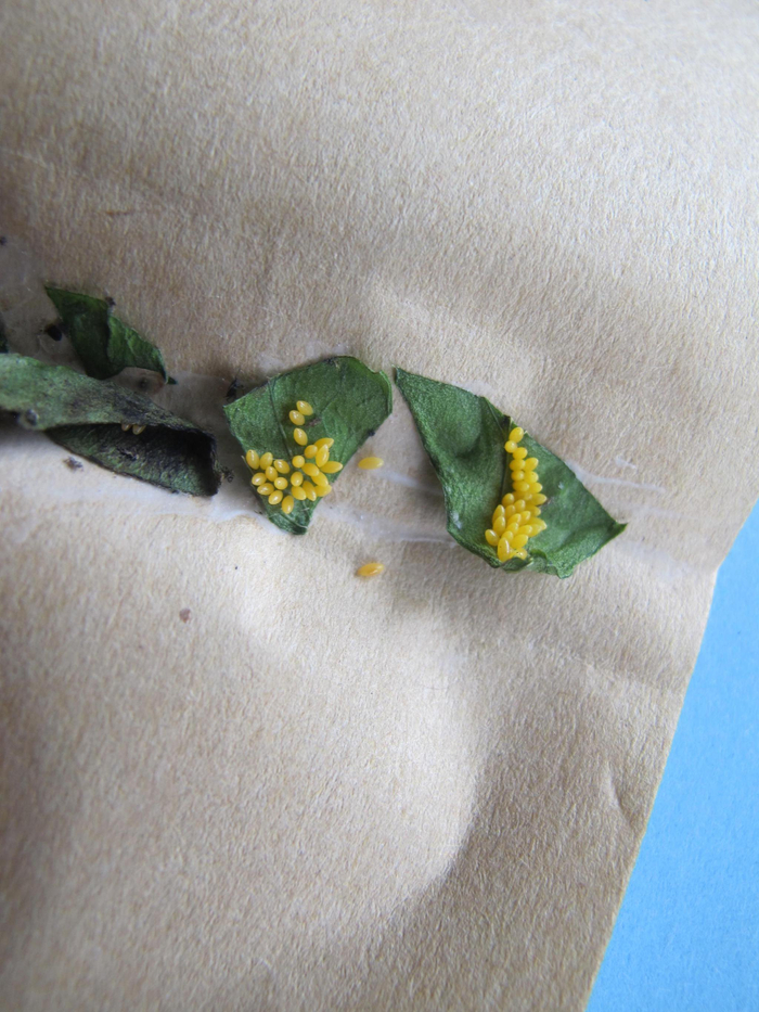 瓢虫的卵卡。王爽供图