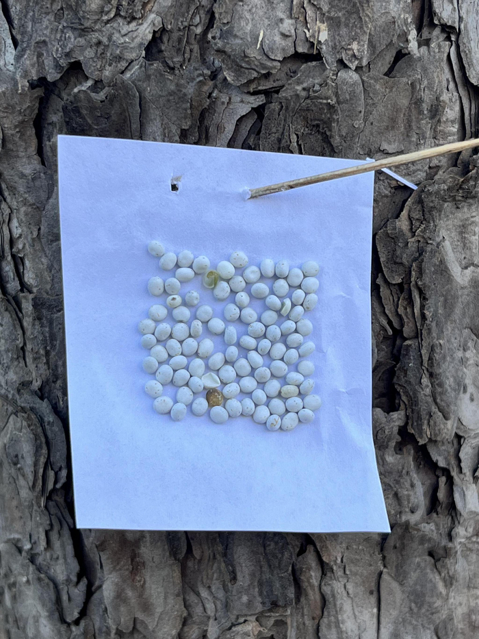 粘满柞蚕卵的卵卡被固定在树木上，卵中孵育着天敌赤眼蜂。杨俊供图