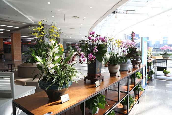 北京市政务服务中心的花卉园艺展。政数局供图