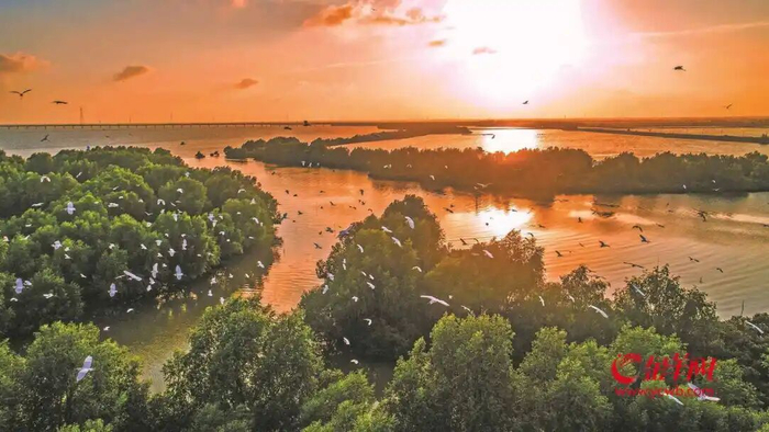 湛江红树林和候鸟 邓勃 摄