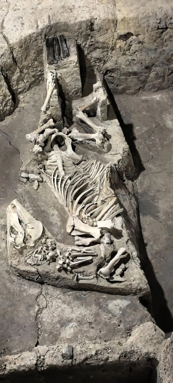 这是2025年拍摄的绍兴稽中遗址出土马牲（战国时期）。新华社发