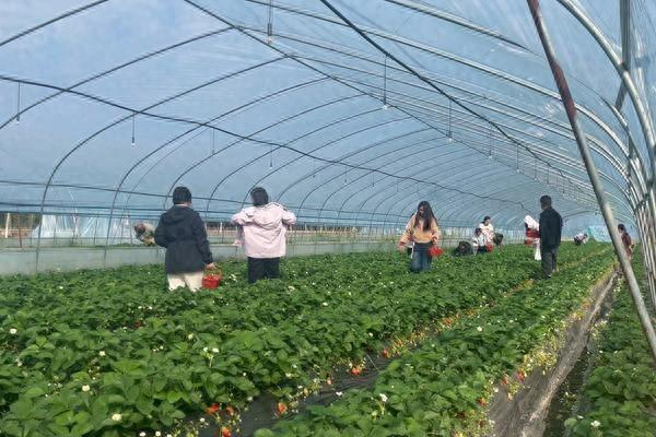 游客采摘草莓。赵李明 摄