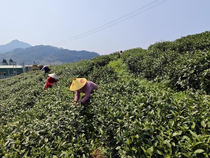 贵州抹茶盒马村
