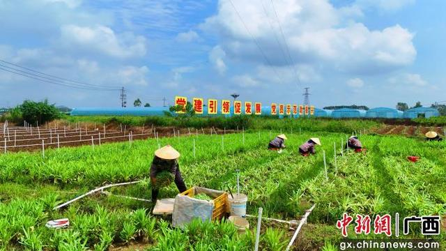 八塘高朗蔬菜基地。刘志宁 摄