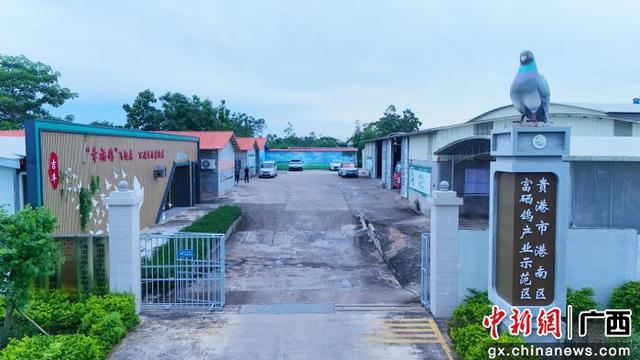 位于湛江镇的贵港市港南区富硒鸽产业示范区。刘志宁 摄