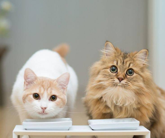 猫咪为什么挑食?进来找找原因吧,有可能是我们的原因|喂食|可爱小猫|猫粮|饮食|口味_新浪新闻