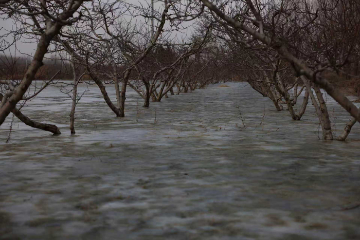 保定张海庄村南果园地下渗水已结冰。 新京报记者 李英强 摄