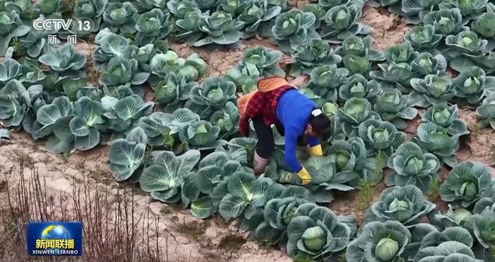 “十五五”开好局起好步丨奋发进取 绘就乡村振兴新图景