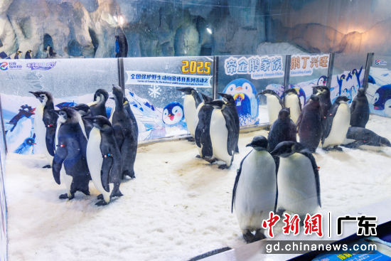 横琴长隆22只帝企鹅宝宝正式“毕业”
