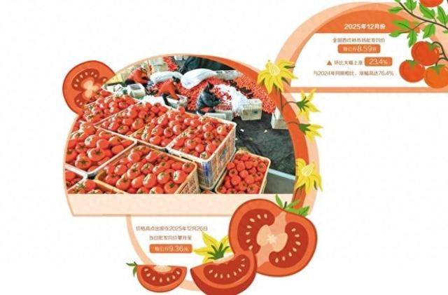 2025年12月29日，河北省肃宁县万里镇一家蔬菜种植合作社的社员在分拣收获的西红柿。新华社记者 杨世尧摄