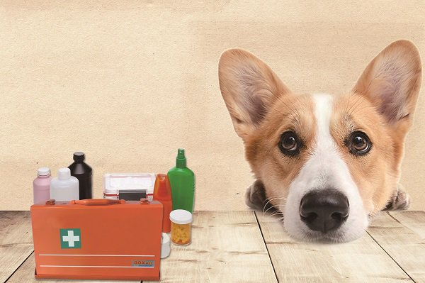 中华医学会科普图文老年人被猫、狗咬伤该怎么办?|狂犬病|狂犬病疫苗|动物咬伤|疫情|伤口_新浪新闻