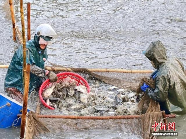 1月5日，广东台山市大江镇一养殖场的工人将围网中的桂花鱼捞出。李晓春 摄