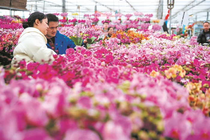     市民穿梭花海间。