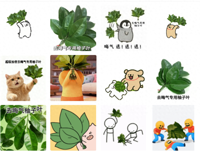 柚子叶在社交平台上以多种形式“刷屏”，被制作成表情包或头像，并配上“接好运”“去晦气”等文字。微信搜索截图。