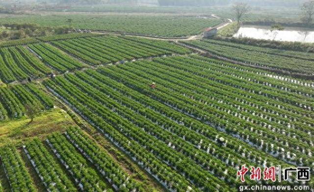 在思旺镇金匏村辣椒种植基地，村民正在进行田间管理工作。莫舒华 摄