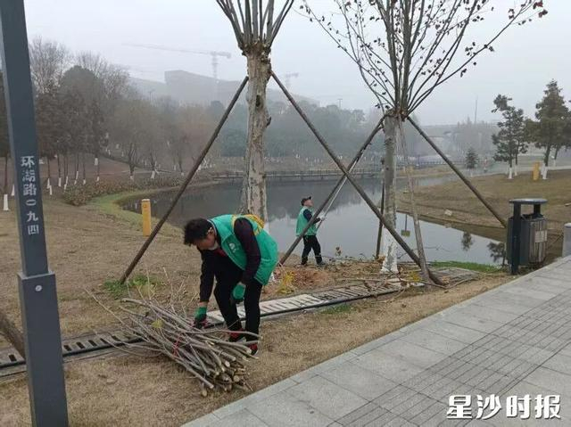 工作人员为树木加装支撑架，并修剪过密或脆弱枝条。长沙县松雅湖生态新城发展中心供图
