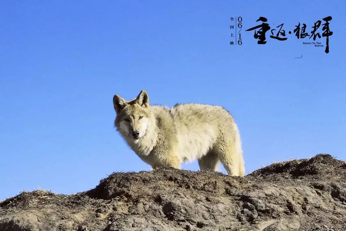 纪录片《重返·狼群》翻红,狼王“格林”还活着吗?导演亦风回应|李微漪|凯文·加内特|成都|草原|封面_新浪娱乐_新浪新闻