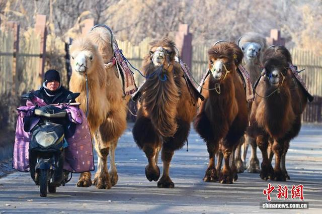 1月7日，村民和“梳妆打扮”后的骆驼们前往鸣沙山月牙泉景区上班。李亚龙 摄