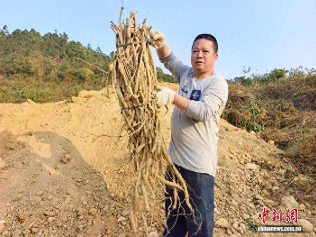 1月17日，广东台山市一牛大力种植户展示刚挖的牛大力。李晓春 摄