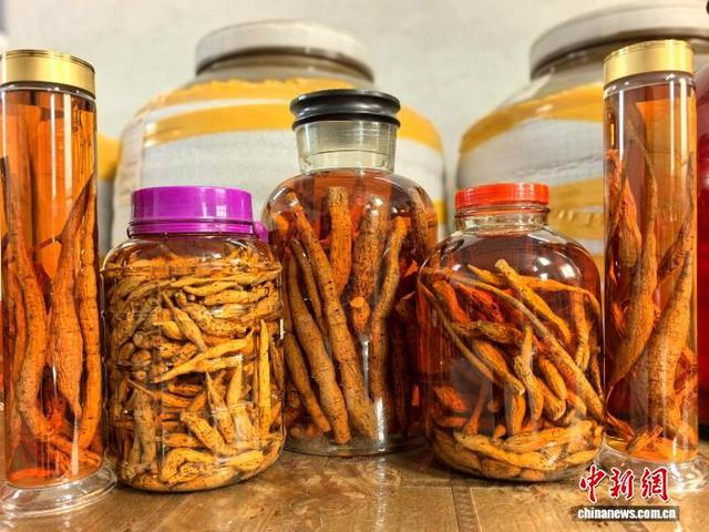 1月24日，广东台山，用处理好的新鲜牛大力搭配高度白酒是广东地区常见的浸泡方式。李晓春 摄