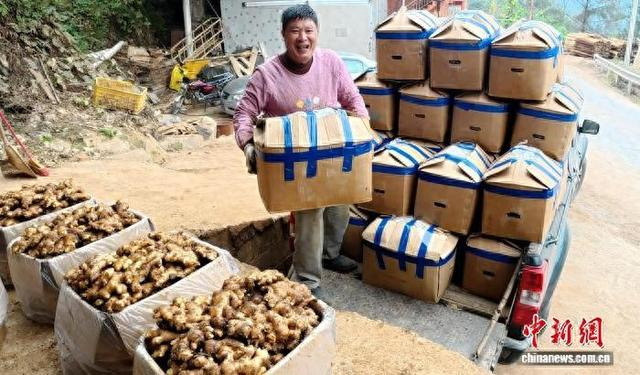 图为农户将大肉姜进行装车。陶胜平 摄