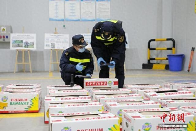 图为重庆海关所属重庆港海关关员在查验进口的老挝香蕉。重庆海关供图