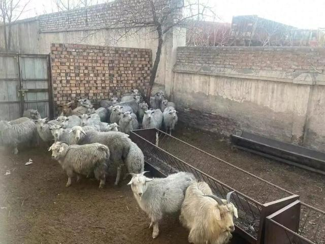 转让的羊（公告信息截图）