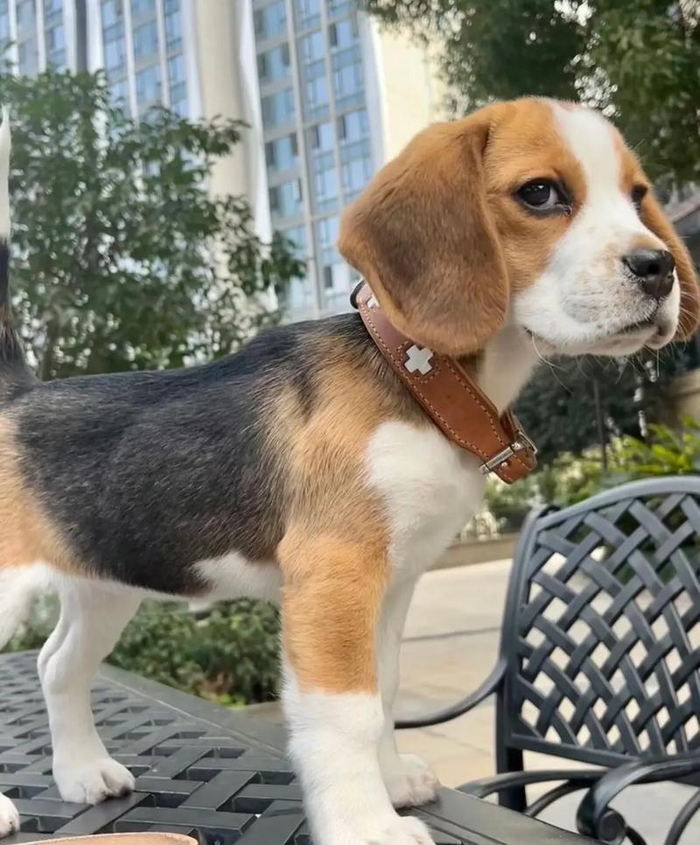 比格犬深度解析:历史、性格、饮食与全程养护|猎犬|小型犬|可爱小狗|网络|图片_新浪新闻