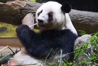 今天回国！1972年以来首次，日本大熊猫“归零”
