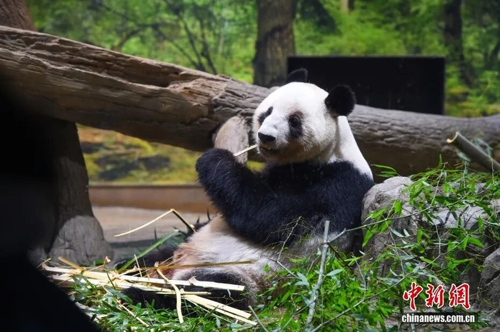当地时间1月25日，日本东京上野动物园拍摄的大熊猫“蕾蕾”。中新社发 东京动物园协会 供图
