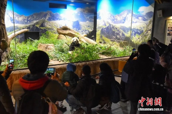 当地时间1月25日，游客在日本东京上野动物园拍摄大熊猫“晓晓”。中新社发 东京动物园协会 供图