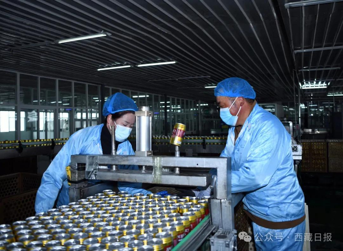 图为西藏藏缘青稞科技有限公司的员工正在生产青稞啤酒。记者 王敏 摄