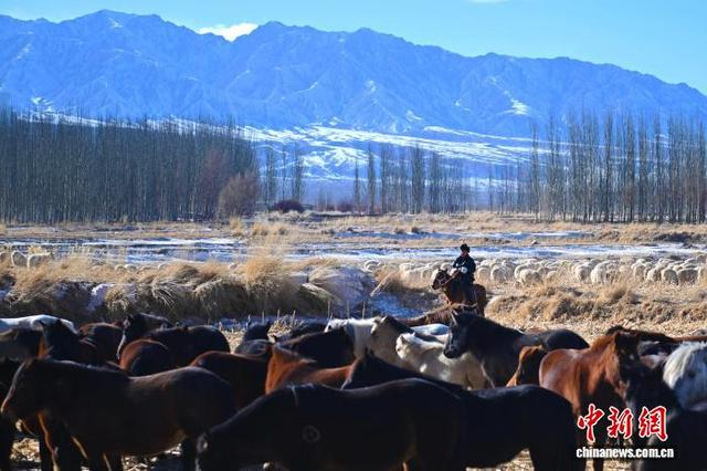 图为2026年1月6日，其乌抠在雪山脚下牧马。中新社记者 李亚龙 摄