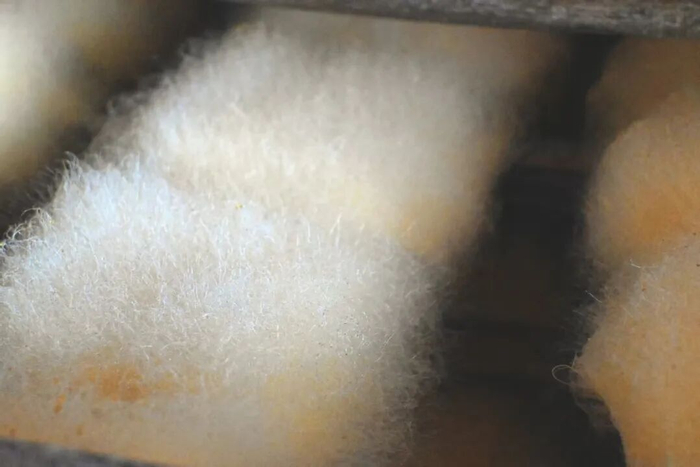 大寨毛豆腐。云县融媒体中心 供图